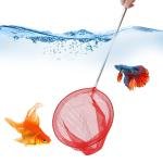Limitless 2PC Stainless Steel Telescopic Fishing Net 5 Sections, Frame Handle Extensible Net for Bird Fish Catch Release,Compact Fish Net for Kids and Adults, Extendable, Durable & Efficient, Red